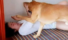 狗配人视频,温馨治愈的配对瞬间